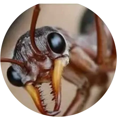 ANTS icon