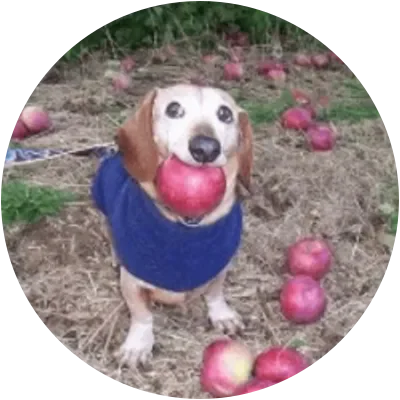 APPLE icon