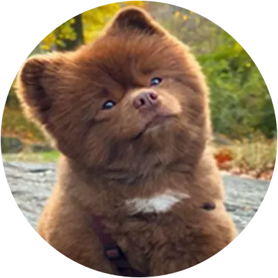 BERT icon