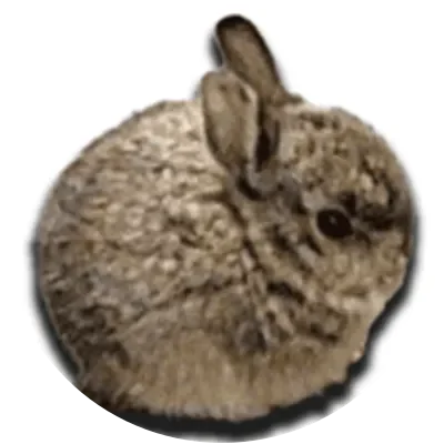 BUN icon