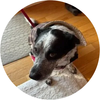 JASPER icon