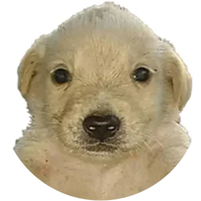 JOTCHUA icon
