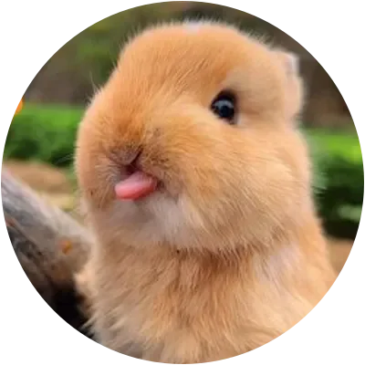 MENG icon