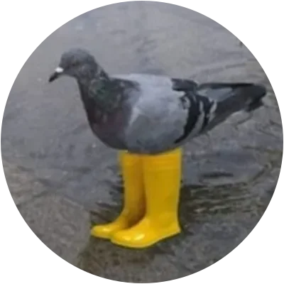 PIGEON icon