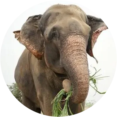 RAJU icon