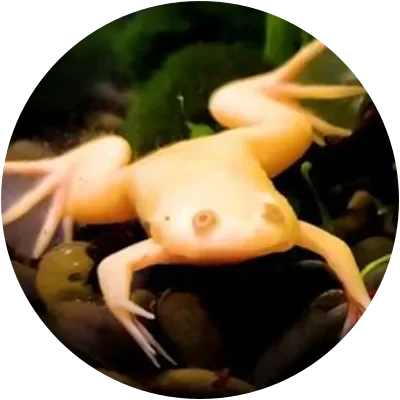 YOBI icon